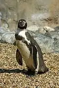 Humboldt penguin (Spheniscus humboldti).