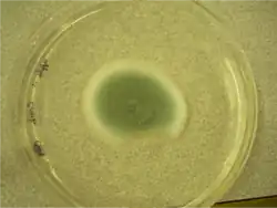 Petri dish with colonies of Penicillium digitatum