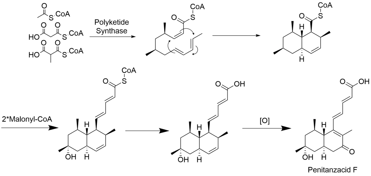 Penitanzacid F Biosynthesis
