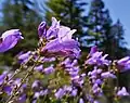 Flowers of Penstemon fruticosus