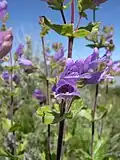 Flowers of Penstemon glandulosus