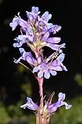 Flowers of Penstemon hesperius