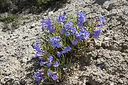 A short plant with narrow green leaves and relatively large, horn shaped blue-violet flowers covering it. It is growing from barren, gray soil with no other plants nearby.