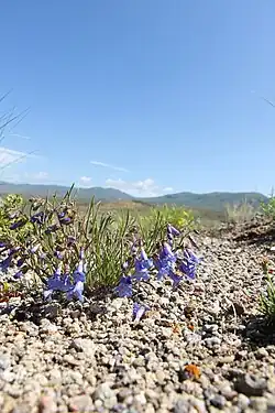 A low growing Kremmling penstemon growing from ground covered in small, gravelly rocks. Its narrow green leaves grow upwards from the base of the plant and several short stems with many funnel shaped blue flowers grow out at an angle. There are blurry low mountains covered in dull green plants in the distance.