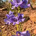 Flowers of Penstemon scariosus