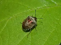 Imago