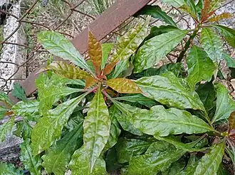 Leaves