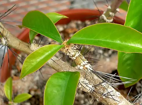 Short shoot of R.&nbsp;grandiflorus (stage D)