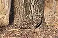 A spotted eagle-owl blends in perfectly with its surroundings. Photographed at the Owl Rescue Centre in the North West Province of South Africa.