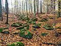 Voděradské bučiny National Nature Reserve