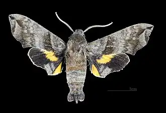 Female dorsal view