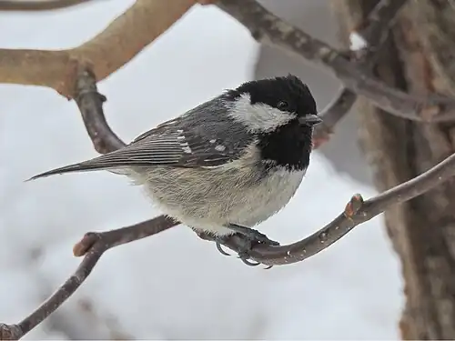Adult continental coal tit, P. a. ater (note blue-grey back)