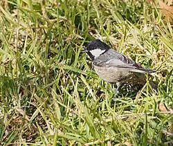 Coal tit, Madrid