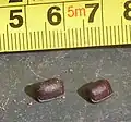 American cockroach oothecae