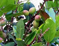 Fruits