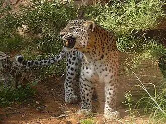Persian leopard