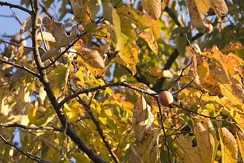 American persimmon leaves in autumn