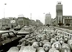 A flock of sheep crossing the Risorgimento Bridge in Pescara in 1970