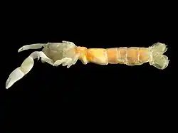 Pestarella tyrrhena (Decapoda: Callianassidae)