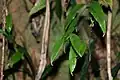 foliage