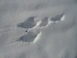 Hare footprints in snow
