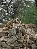 Yellow-footed rock wallabies atop rocky terrain. This species, with its distinctive tail markings, appears in the zoo's logo.