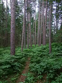 A temperate coniferous forest ecosystem in Petroglyphs Provincial Park, Ontario, Canada