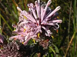 Petrophile linearis, 16 October 2007