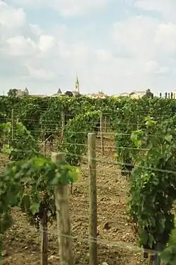 Petrus vineyards