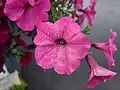 Petunia flowers found growing in Boothbay, Maine