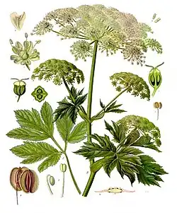Drawing of Peucedanum ostruthium