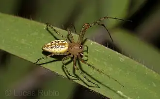 P. flava