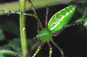 P. pulchra