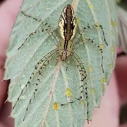 P. rubrolineata