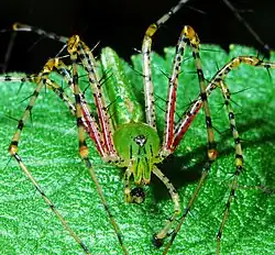 male