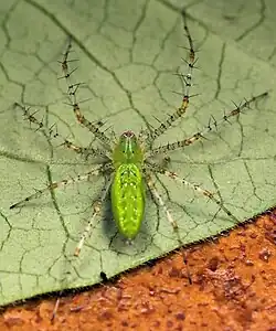 P. viridis