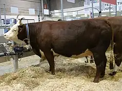 a brown cow with curved horns and a white face and belly
