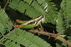Phaedrotettix violai