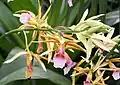 Flowers of Calanthe tankervilleae