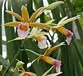 Flowers of Calanthe tankervilleae