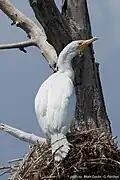 Albino at Lake Kerkini, Greece