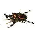 Phalacrognathus muelleri