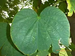 Leaf