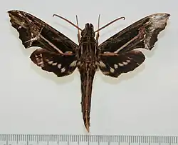 Phanoxyla kitchingi holotype (Colombia, Antioquia, Vereda Caño Seco, Rio Nare) male upperside
