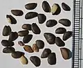 Seeds