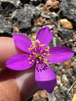 Phemeranthus calycinus, largeflower fameflower