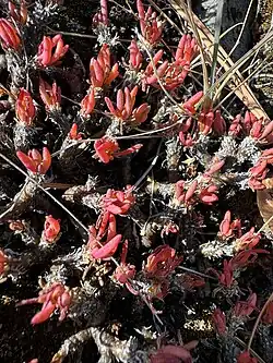 Phemeranthus spinescens, spiny fameflower