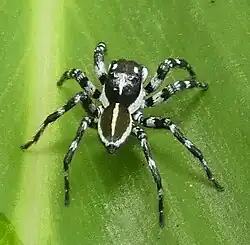 male P. crocea