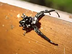 male P. guttata