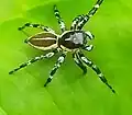 male P. tristis